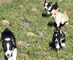 Small Photo #1 Pembroke Welsh Corgi Puppy For Sale in MONTAGUE, CA, USA