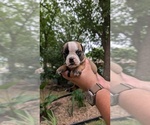 Small #11 Olde English Bulldogge