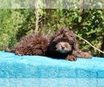 Small #22 ShihPoo