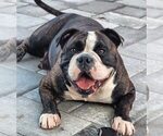 Small Photo #1 American Bully Puppy For Sale in NORTH PORT, FL, USA
