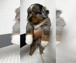 Small Photo #26 Miniature Australian Shepherd Puppy For Sale in NEW PORT RICHEY, FL, USA