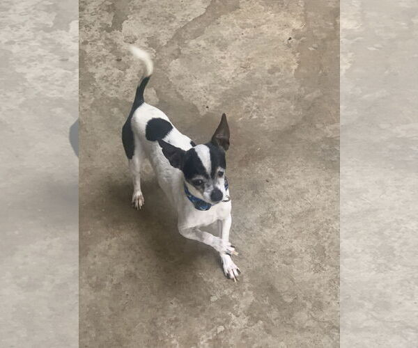 Medium Photo #1 Rat-Cha Puppy For Sale in Santa Clarita, CA, USA
