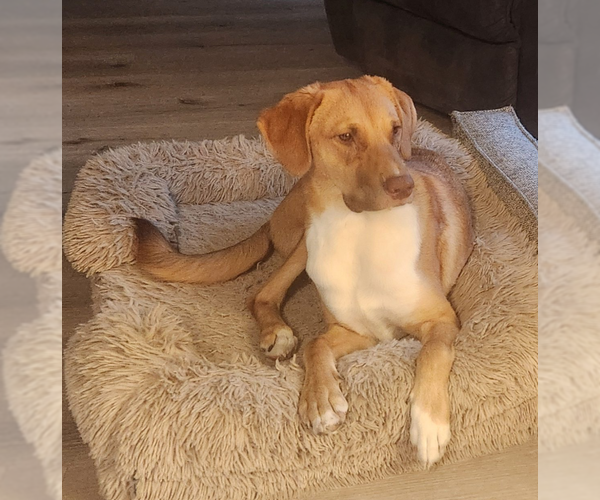 Medium Photo #1 Lab-Pointer Puppy For Sale in McKinney, TX, USA