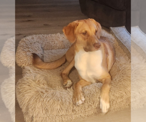 Lab-Pointer Dogs for adoption in McKinney, TX, USA