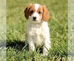 Small Cavapoo