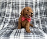 Small #1 Goldendoodle (Miniature)