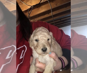 Poodle (Standard) Puppy for sale in BEVERLY, OH, USA