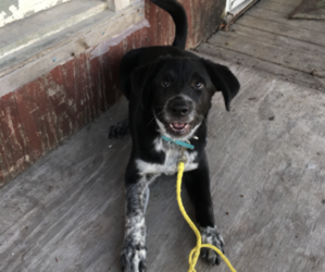 Mutt Dogs for adoption in WELDON, IA, USA
