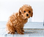 Small Photo #27 Poodle (Toy) Puppy For Sale in WAKARUSA, IN, USA
