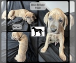 Small Photo #2 Great Dane Puppy For Sale in LAWRENCEBURG, KY, USA