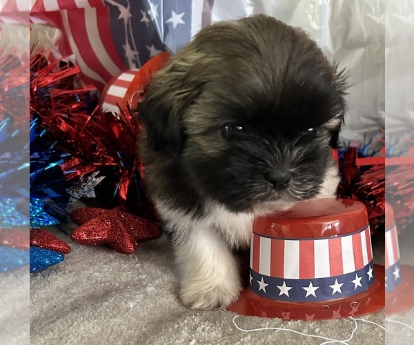 Medium Photo #5 Shih Tzu Puppy For Sale in DENTON, MD, USA