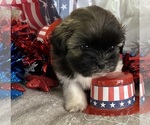 Small #4 Shih Tzu