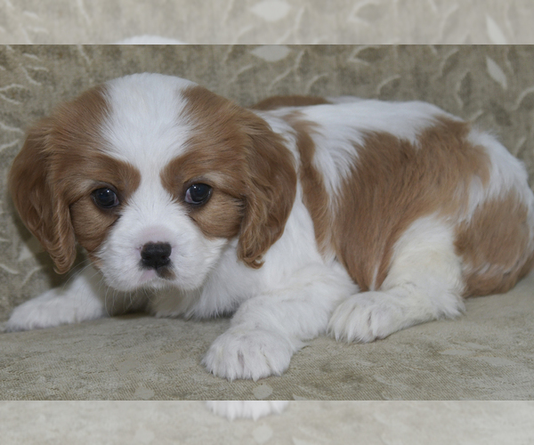 Medium Photo #3 Cavalier King Charles Spaniel Puppy For Sale in SAINT MARYS, KS, USA