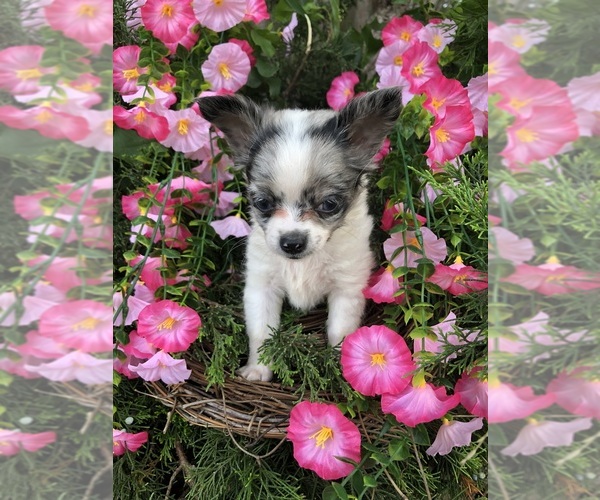 Medium Photo #5 Chihuahua Puppy For Sale in SHERMAN, TX, USA