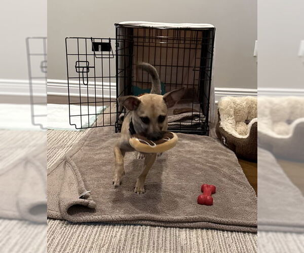 Medium Photo #10 Mutt Puppy For Sale in Oakhurst, NJ, USA