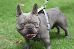 Small Photo #1 French Bulldog Puppy For Sale in INGLEWOOD, CA, USA
