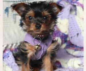 Yorkshire Terrier Puppy for Sale in STONEHAM, Massachusetts USA