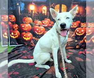 Siberian Husky-Unknown Mix Dogs for adoption in Long Beach, CA, USA