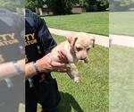 Small Labrador Retriever Mix