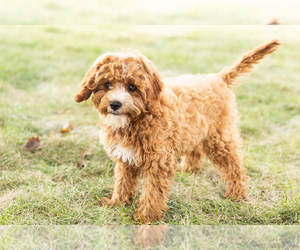 Cavapoo Puppy for sale in BREMEN, IN, USA