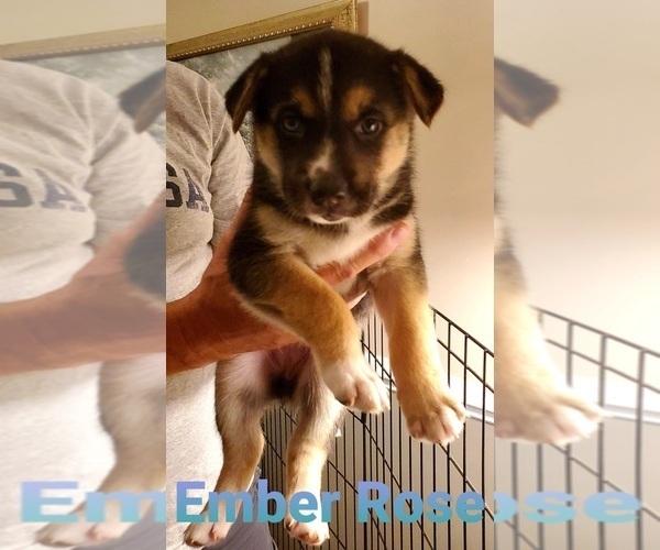 Medium Photo #8 German Shepherd Dog-Siberian Husky Mix Puppy For Sale in JOHNS ISLAND, SC, USA