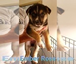 Small Photo #8 German Shepherd Dog-Siberian Husky Mix Puppy For Sale in JOHNS ISLAND, SC, USA