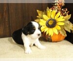 Puppy 5 Cavalier King Charles Spaniel-Jack Russell Terrier Mix