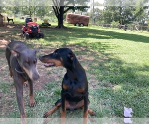 Doberman Pinscher Puppy for sale in CLAREMORE, OK, USA