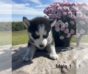 Siberian Husky Puppy for sale in DEARBORN, MO, USA