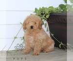 Small Poodle (Miniature)
