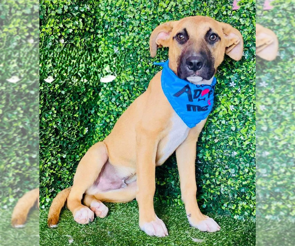 Medium Photo #8 Mutt Puppy For Sale in San Diego, CA, USA