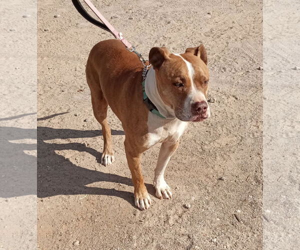 Medium Photo #1 American Bulldog-American Staffordshire Terrier Mix Puppy For Sale in Golden Valley, AZ, USA
