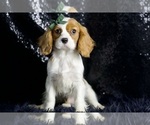 Small #2 Cavalier King Charles Spaniel