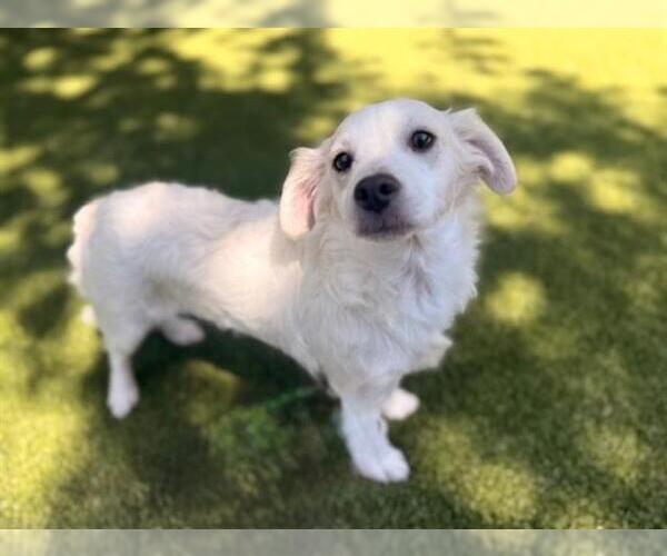 Medium Photo #1 Chihuahua-Unknown Mix Puppy For Sale in San Martin, CA, USA