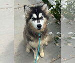 Small #2 Huskies  Mix