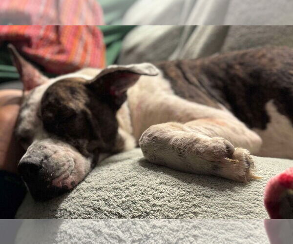 Medium Photo #5 American Pit Bull Terrier-Unknown Mix Puppy For Sale in Germantown, OH, USA