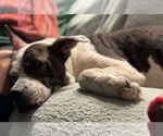 Small #4 American Pit Bull Terrier Mix
