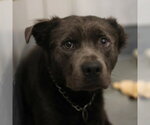 BROCK - Male American Staffordshire Terrier-Unknown Mix Dog for Adoption - Small photo