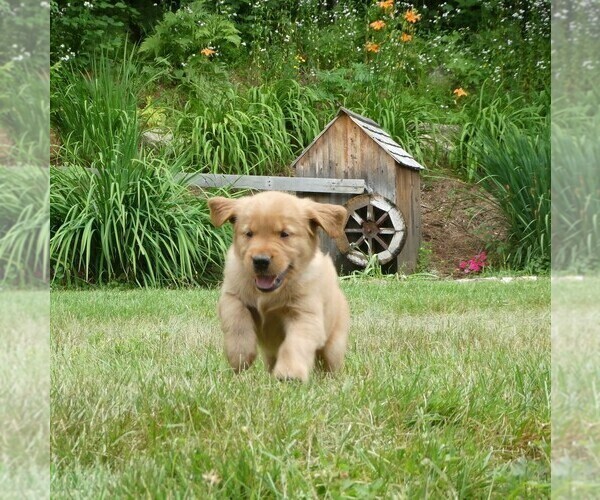 Medium Photo #1 Golden Retriever Puppy For Sale in WOLCOTT, VT, USA