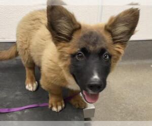 German Shepherd Dog-Unknown Mix Dogs for adoption in HESPERIA, CA, USA