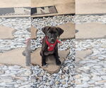 Small #1 Labrador Retriever Mix