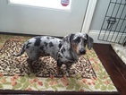 Small Photo #1 Dachshund Puppy For Sale in BALDWINSVILLE, NY, USA