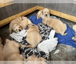 Small Photo #1 Golden Retriever Puppy For Sale in TUCKERMAN, AR, USA