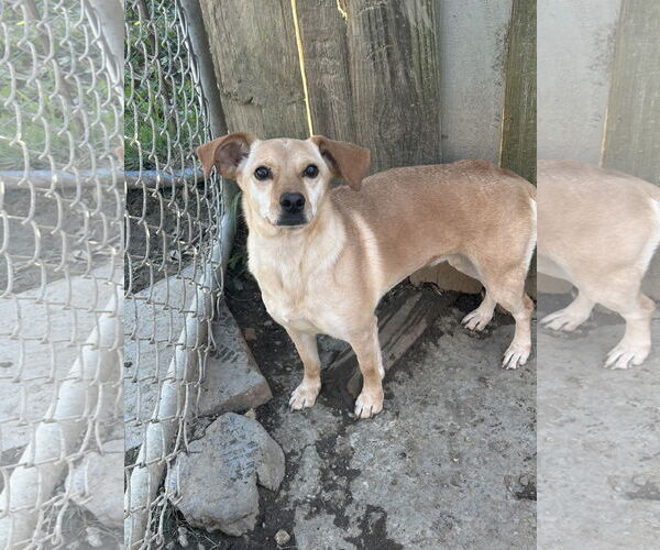 Medium Photo #1 Mutt Puppy For Sale in Jackson, MS, USA