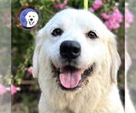 Small Great Pyrenees