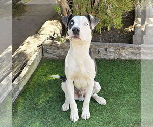 American Staffordshire Terrier-Unknown Mix Dogs for adoption in Albuquerque, NM, USA
