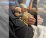 Small #2 Chihuahua Mix