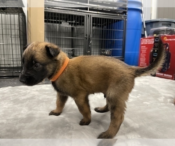 Medium Photo #52 Belgian Malinois Puppy For Sale in REESEVILLE, WI, USA