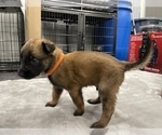Small Photo #52 Belgian Malinois Puppy For Sale in REESEVILLE, WI, USA