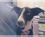 Small Catahoula Leopard Dog Mix